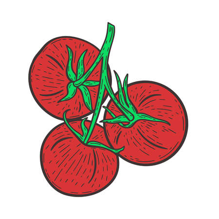 Red tomatoes on a twig hand drawn engraving vintage vector illustration. Vegetables sketch. Healthy organic food. Tomato for packaging and designのイラスト素材