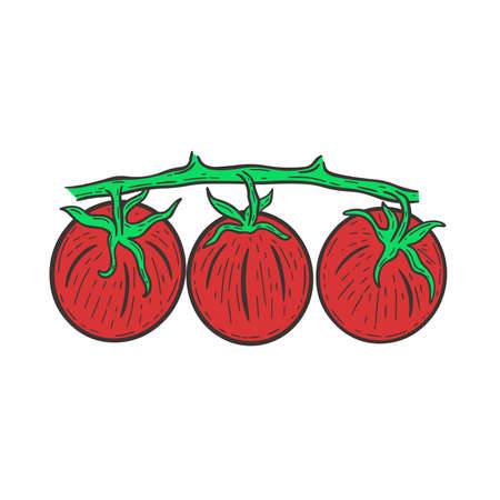 Three red tomatoes on branch isolated vector illustration. Vegetables hand colored engraving. Healthy organic farm plant foodのイラスト素材