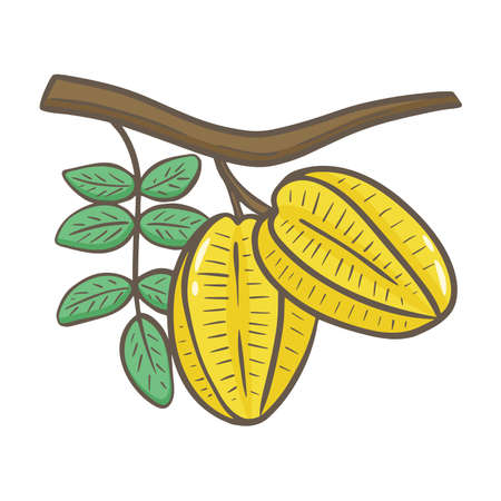 Carambola fruit on branch with leaves hand drawn illustration. Asia exotic tropical sweet fruits isolated object. Healthy organic food color vector imageのイラスト素材