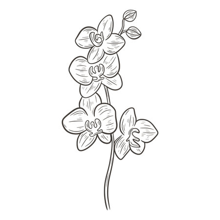 Blooming orchid branch monochrome sketch isolated vector illustration. Phalaenopsis flowers are natural beautiful decoration. Exotic tropical flower hand drawn on white backgroundのイラスト素材