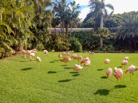 Flamingo in a park in the city of Salvador, Bahia, Brazilの写真素材