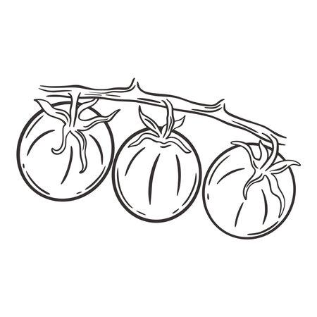 Ripe tomatoes on branch sketch. Ink hand engraving tomatoes. Vegetable products vintage image, isolated vector illustrationのイラスト素材