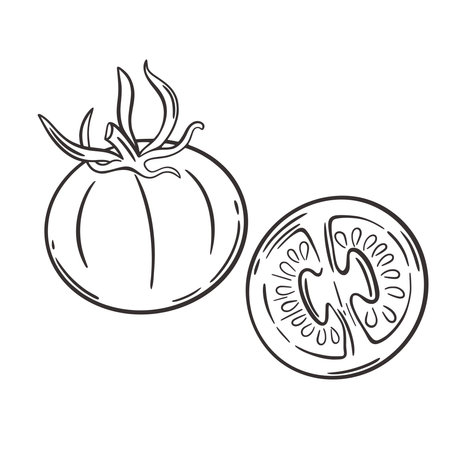 Pair of tomatoes whole and half hand engraved. Ink sketch vegetables clip art. Hand drawn stroke ripe tomatoes, isolated vector illustrationのイラスト素材