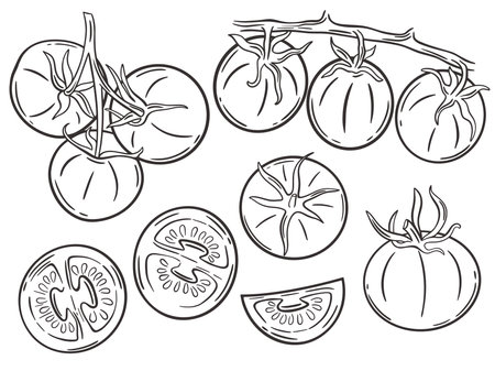Tomatoes hand engraving set. Sketch tomato single, half, tomatoes on a branch. Collection of vintage vegetables, isolated vector illustrationのイラスト素材