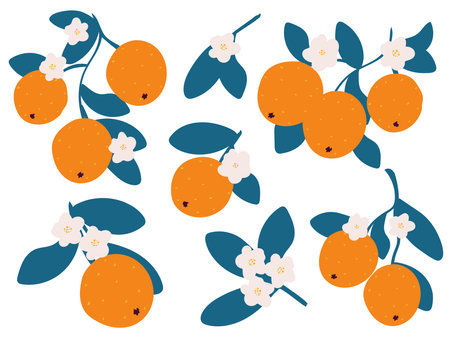 Fresh oranges hand drawn set. Orange on branches and blossom simple illustration collection. Orange, tangerine, clementine, mandarin isolated exotic tropical fruit, vectorのイラスト素材