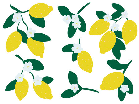 Fresh lemons hand drawn set. Citrus fruits on branches and blossoming simple illustration collection. Ripe yellow lemons with foliage isolated exotic tropical fruits, vectorのイラスト素材