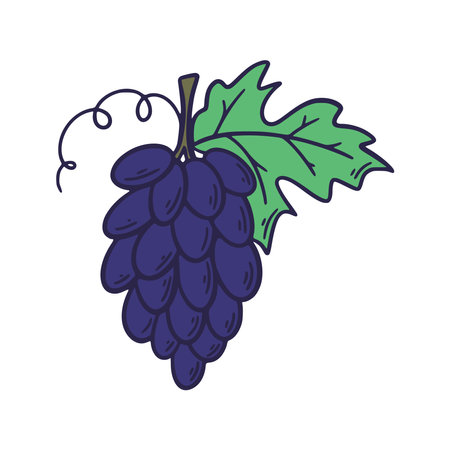 Branch of blue grapes, gif vector. Blue ripe grapes clip art isolated on white background. Berry bunch with leafのイラスト素材