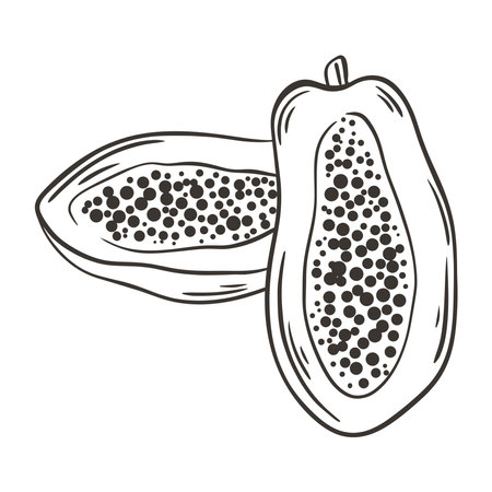 Papaya fruit hand drawn sketch. Ripe exotic fruit, healthy organic nutrition. Vegetarian natural products hand engravingのイラスト素材