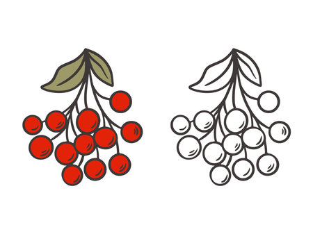 Rowan set black outline doodle illustration and color version. Autumn seasonal berry isolated on white background, vector graphicsのイラスト素材