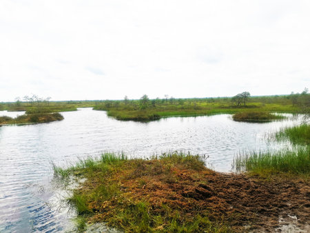 Marshy area. A swamp with a lake, moss, grass and trees