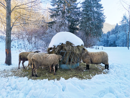 Flock of sheep eat hay from trough against the backdrop of fir trees in the snow. Picturesque winter scene. Feeding animals. Livestockの写真素材