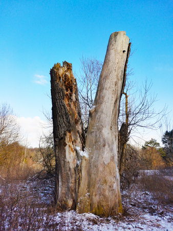 The trunk of an old dead tree in the forest. The remains of a stump of a powerful tree without bark, branches and leavesの写真素材