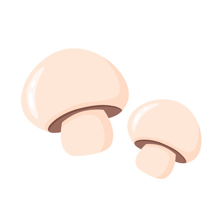 Pair of fresh young champignons isolated on white background. Edible cultivated mushrooms clip art. Healthy organic food, vector elementのイラスト素材