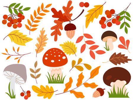 Natural forest elements set. Mushrooms, rowan berries, acorns, tree twigs and leaves clip art collection. Fall season illustrations isolated on white background, vector graphicのイラスト素材