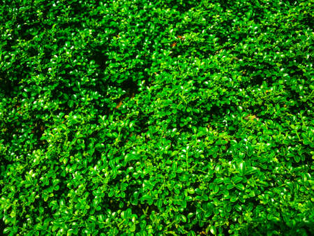 Green leaf texture or background.