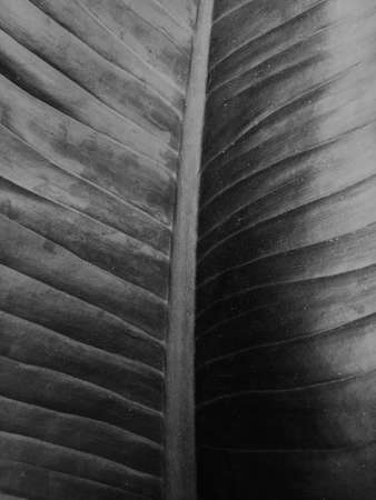Low key Dark lighting Nature background, green leaves in natural light and shadow, symbolic of...