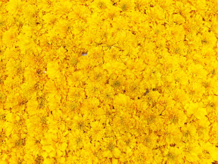 layers of shells covering shore.の写真素材