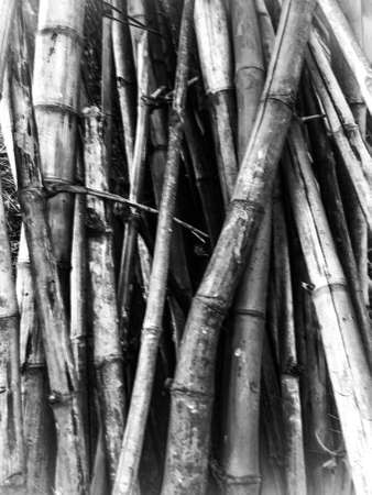 Black and white picture of bamboo trees.の写真素材