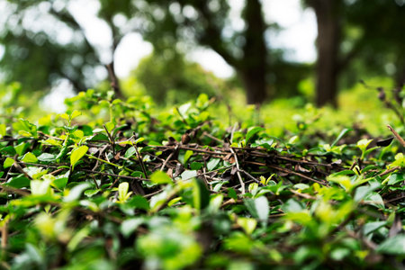 Green grass wall texture for backdrop design and eco wall and die-cut for artwork.の写真素材