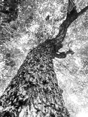 under of tree at spring season.の写真素材