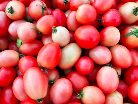 General view of the tomato red oval.の写真素材