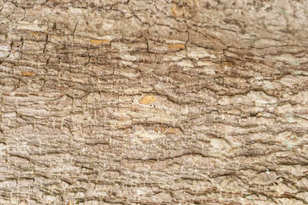 Detail of a very old bark under warm sunlight.