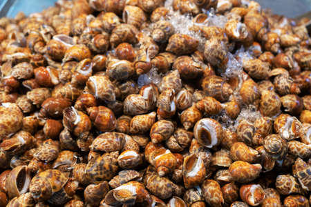 Sweet shellfish at seafood fish market fishing business raw fresh shell ingredientscamping food supply for restaurant cooking eatable sea creatures animal in Saltwater close up background of shellfish.の写真素材