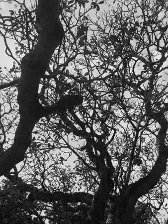 a beautiful black and white scene of trees during Autumn and most of the leaves are lost and there are some remaining leaves still left on the branch.の写真素材