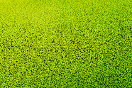Duckweed, Natural Green Duckweed on The water.の写真素材