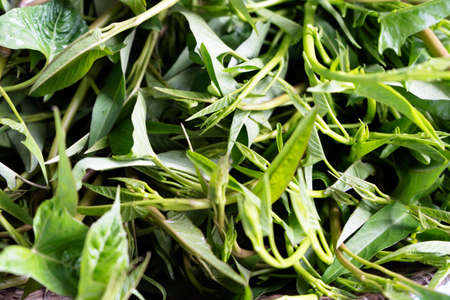 Fresh morning glory background, Top view with copy space, Vegetable concept.