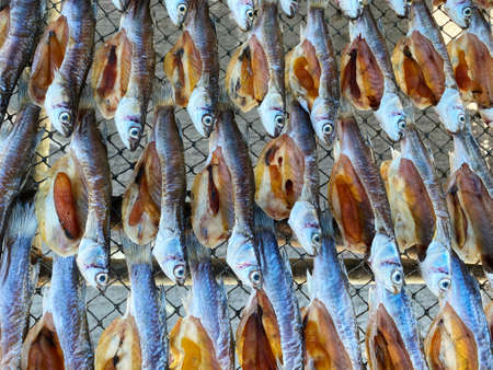 Dried Fish on net. Small dried fish in Fishing village.の写真素材