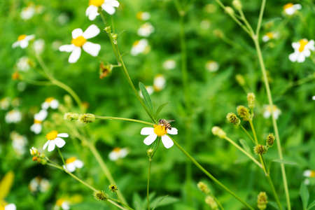 Large flower field. A bee sits on a yellow flower. Pollination of flowers. Honey pasture. Kulbaba autumn.の写真素材