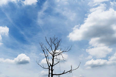 Silhouette a tree against a background of sky.の写真素材