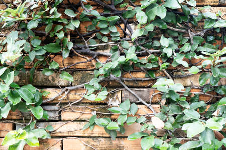 Green ivy grows on old-fashioned brick classic walls. Old stone wall with ivy as background.