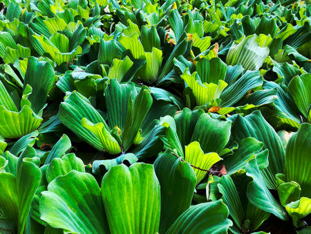 aquatic plants that can float, this plant is called Enceng Gondok.