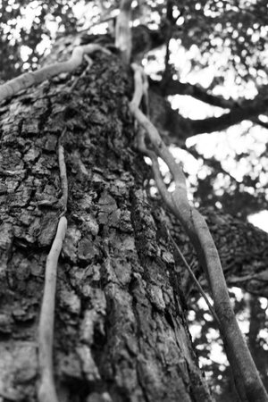 A black and White image of a Black Tree.の写真素材