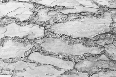 Old Wood Tree Texture Background Patternの写真素材