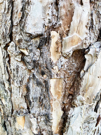 wood texture wooden crust texture dark cracked brown dark background.