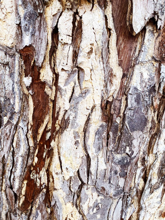 light brown background color - the structure of the bark of the tree.