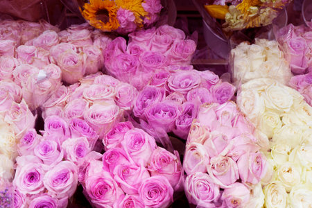 Roses are very beautiful flowers, fragrant stems and branches are prickly with many varieties of colors are very popular in various works such as offering various pastimes Valentine's Day..の写真素材