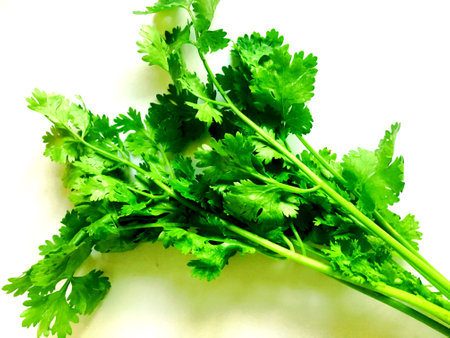 fresh cilantro coriander isolated on white background.の写真素材