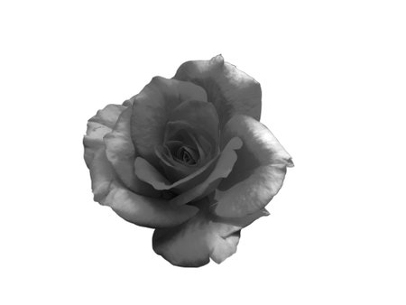 Black rose isolated on white background.の写真素材