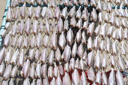 Dried salted fish during a sunny day.
