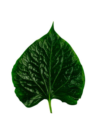 Leaf with isolated on white background.