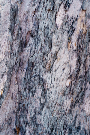 Old bark pattern is an abstract texture background..