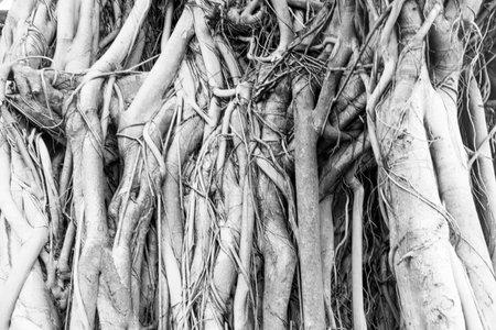 big tree root in the jungle wild. amazing banyan root in deep tropical forest. A old tree has root for natural background.の写真素材