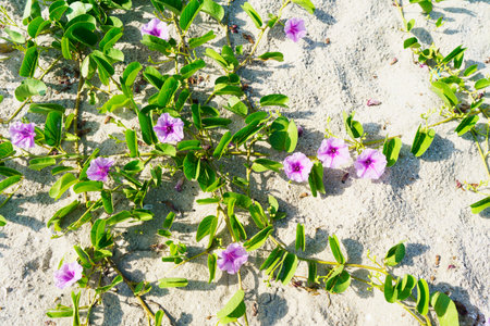 Ipomoea pes-caprae on a beach.as herbal plants.