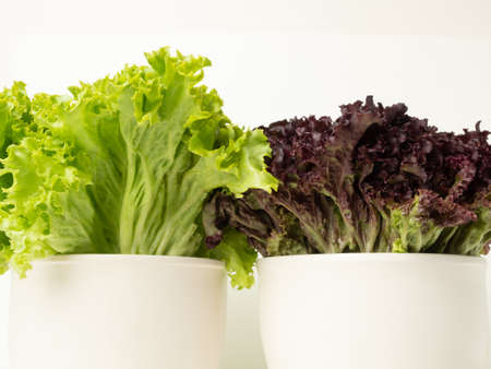 side view of a purple salad in a white pot and a green salad in a white pot side by side on a white background, close, copy spaceの写真素材