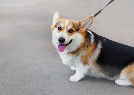a dog of the tricolor Welsh Corgi Pembroke a leash on the street, sitting on the asphaltの写真素材
