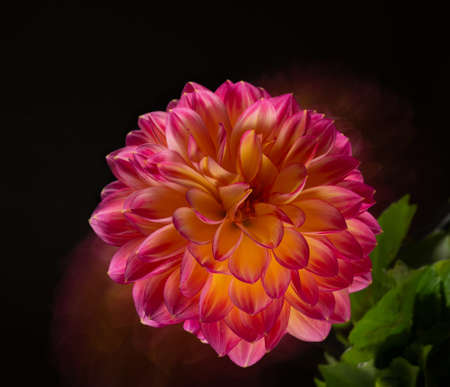 Pink dahlia on a black background, long shutter speed,の写真素材